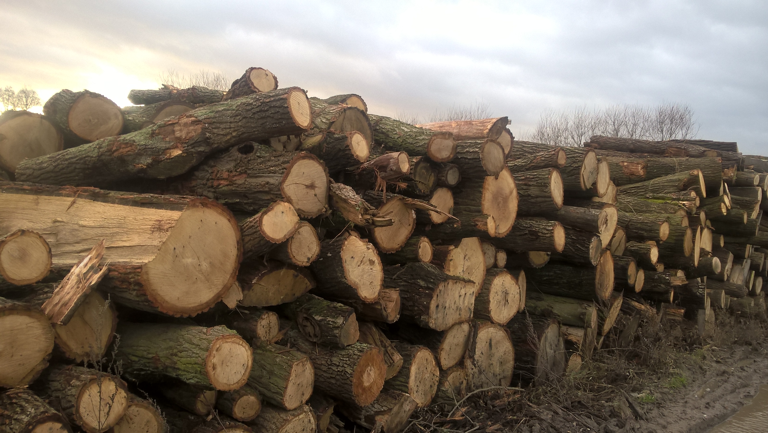 drewno sezonowane przygotowane do cięcia