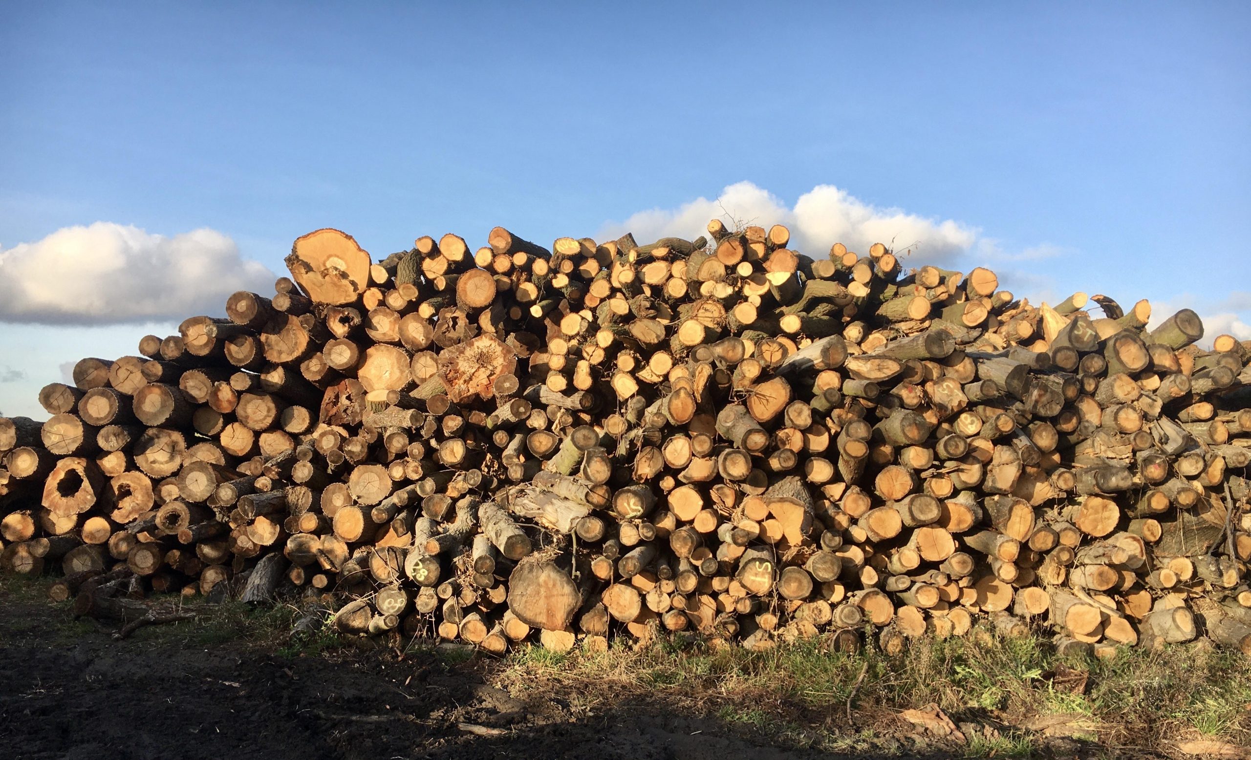 drewno sezonowane złożone w stogi